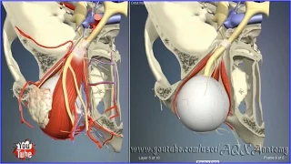 Eye orbit bones above | 3D Human Anatomy | Organs