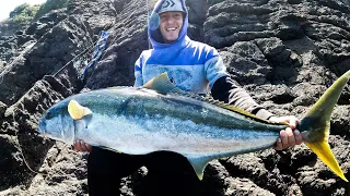 Chasing Huge Kingfish off the rocks! Stickbaiting & Livebaiting Far North NZ