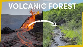 A Volcanic Eruption is Reforesting Iceland - here’s how