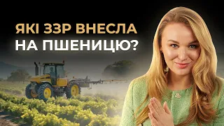 РОЗКРИВАЮ СЕКРЕТ: ЯКІ ПРЕПАРАТИ ВНЕСТИ НА ПШЕНИЦЮ?