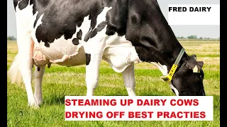 DRYING STEAMING UP DAIRY COWS BEST PRACTICES