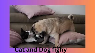 Cat and Dog Fight