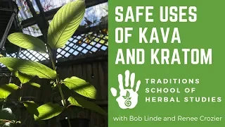 Safe Uses of Kava and Kratom with Traditions Herb School