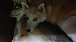 Husky Brothers Snuggling Under The Desk