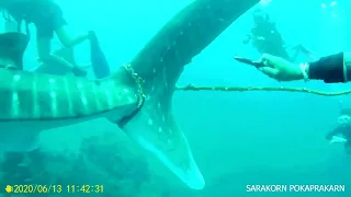 Divers fight to free whale shark from rope