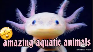 Amazing aquatic animals || Rare and unseen ocean animals || ocean animals || unseen picsie