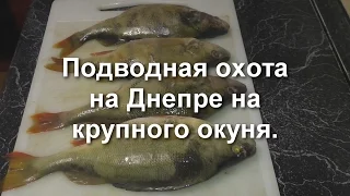 Подводная охота на Днепре на крупного окуня.