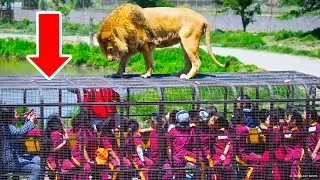 Ein Zoo, in dem Menschen in Käfigen und Tiere frei sind