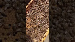 Пчеловодство США 🐝January 9 праверка пчел🐝🐝🐝