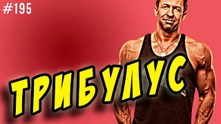 трибулус | как принимать, отзывы