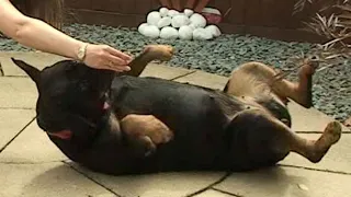 Teaching dog tricks: roll over