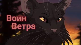 коты воители -Грач/Ветерок "Воин ветра"