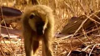 Baboon Save Impala from Cheetah