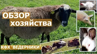 ОВЦЫ, КОРОВЫ, СВИНЬИ, КУРЫ, ГУСИ, КРОЛИКИ ... ОБЗОР ХОЗЯЙСТВА | 18+