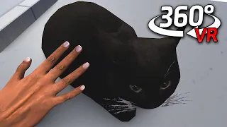 360° Maxwell The Cat WE LOVE CAT in VR/4K