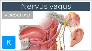 Nervus vagus (Vorschau) - Anatomie des Menschen | Kenhub