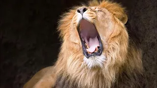 The Lion of Judah roars