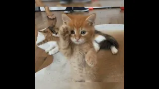 CRAZY  KITTENS 🤣🥰