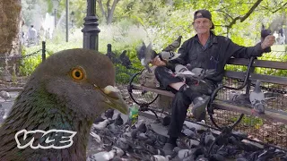 We Asked a NYC Pigeon Man... Why?