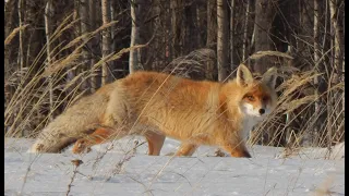 Охота на пушных. Охота на лису. Реакция лисы на манок.  The Fox's reaction to the decoy.