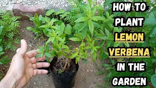How to Plant Lemon Verbena in The Garden 🌱#lemonverbena #gardening #gardeningtips #gardentips #herbs