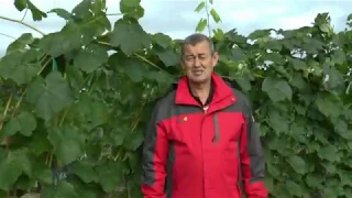 Урожай винограда 2018г в Плодовом питомнике ЛПХ Макаревич