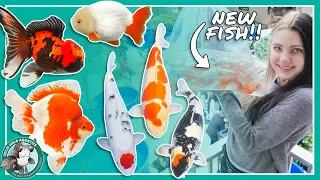 Buying New Fish at the Koi Show!
