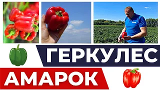 ЛУЧШИЕ КУБОВИДНЫЕ ПЕРЦЫ ДЛЯ ОТКРЫТОГО ГРУНТА! "АМАРОК" И "ГЕРКУЛЕС"! #перцы #агробизнес #геркулес