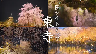 【京都の桜】幻想的な東寺の桜ライトアップ（kyoto,Japan