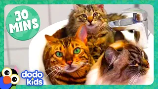 30 Minutes Of Pets Who Love Their Families ❤️ | Dodo Kids | Animal Videos For Kids