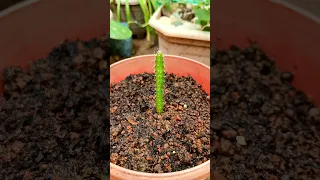 How To Grow Dragon Fruit from seeds | Growing dragon fruit  #shorts  #youtubeshorts  #dragonfruit