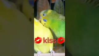 Budgie Kissing 💋 😘 #birds #budgerigar #shorts