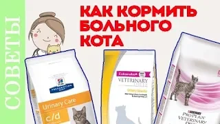 Чем кормить кота при мочекаменной болезни? Советы ветеринара.