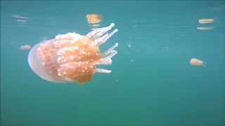 Jellyfish Lake Misool, Raja Ampat