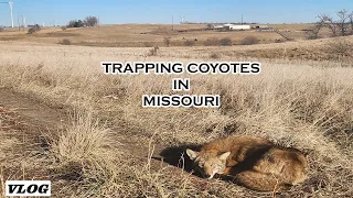 Coyote Trapping with JINX (VLOG) in Missouri 2022 | S4 Ep 8