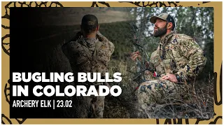 Bugling Bulls in Colorado // Archery Elk Hunt w/Rich Froning
