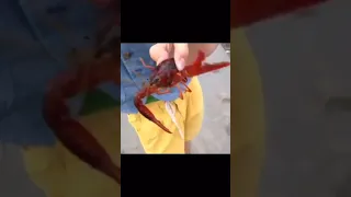 Crab Bite VINe 😂