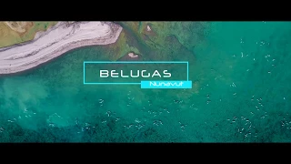 Belugas in Nunavut