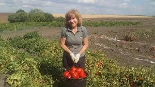 09.09.2020 Томат Бобкат F1.