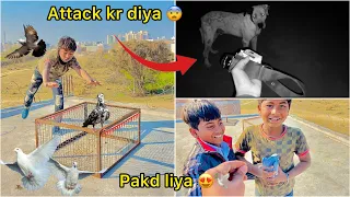 Ring 💍 pigeon pakd liya 🕊️ ( Raat ko bully pakdne gaye 😲