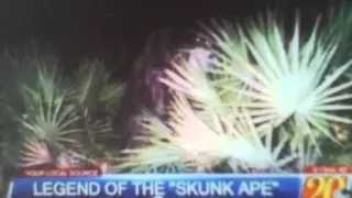 SKUNK APE/BIGFOOT SEEN--NOT ''ONCE'' BUT''TWICE''