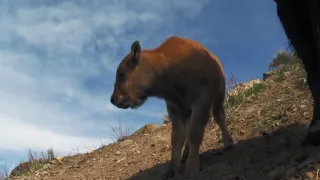 Amazing Mother Bison Protect Her Newborn From Wolf Hunting _ Animals Hunting In The South American
