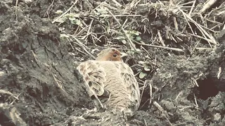 Hunting with falcons- "Leg's catcher"