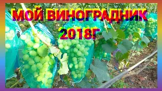 Мой виноградник на 14 07 2018г