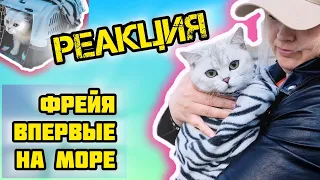 Реакция КОШКИ на МОРЕ Кошка Спряталась Приучаем к поездкам  #челлендж #рекомендации #кошканаморе