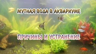 МУТНАЯ ВОДА В АКВАРИУМЕ. ПРИЧИНЫ И УСТРАНЕНИЕ