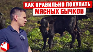 Как правильно покупать мясных бычков? | Разведение племенных бычков | КУЛЬТИВАТОР