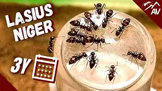 The Black Garden Ants | Lasius Niger after 3 Years