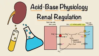 Acid Base Physiology | Part Three | Renal Regulation | Acidification of Urine | Renal Physiology