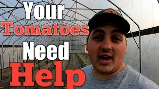 Fertilizering Tomatoes: What I Use & How to USE IT!